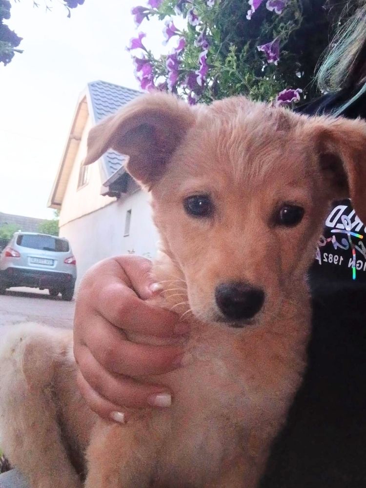 asiel puppy adopteren