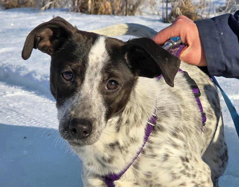 puppy hond adopteren