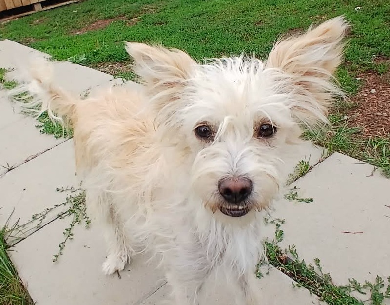 buitenlanse hond adopteren uit roemenie