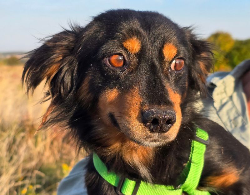 buitenlandse asiel hond adopteren