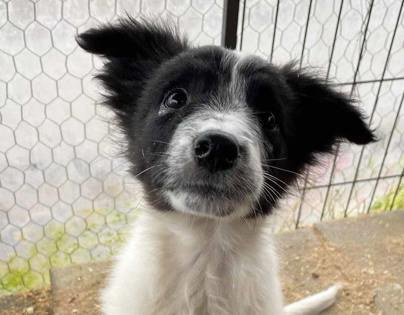 puppy uit asiel adopteren