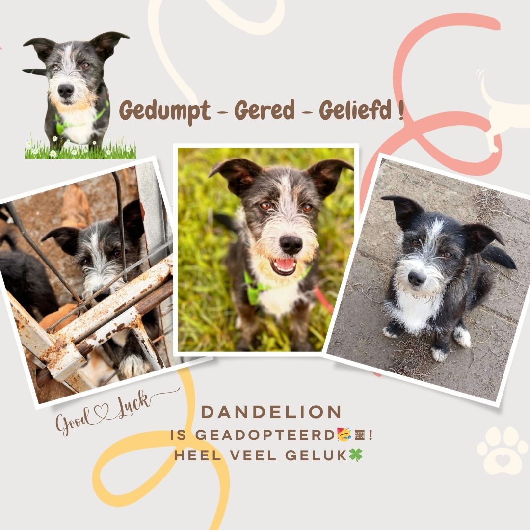 dandelion is geadopteerd