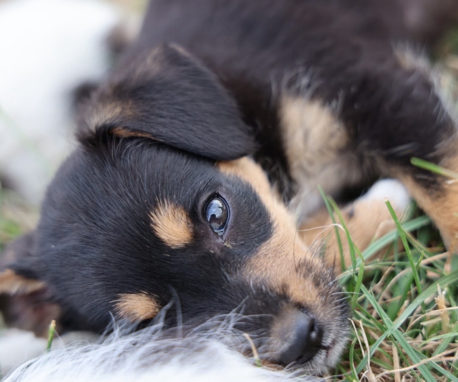 puppy adopteren