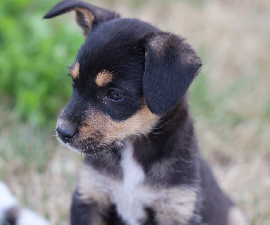 asiel puppy adopteren