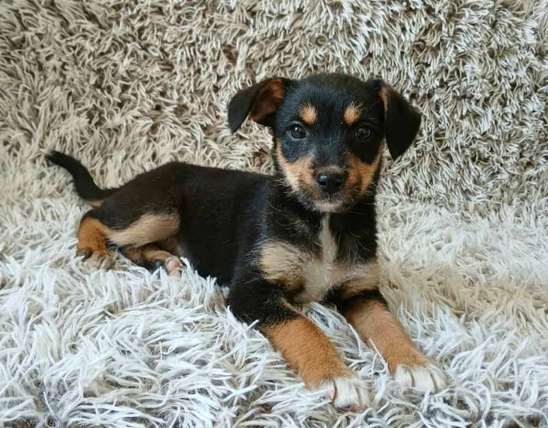 jonge pup adopteren