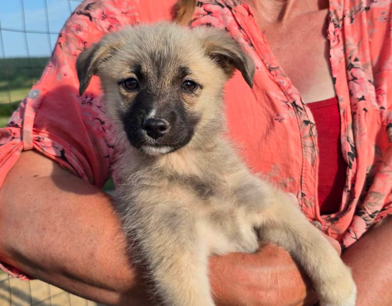 puppie adopteren