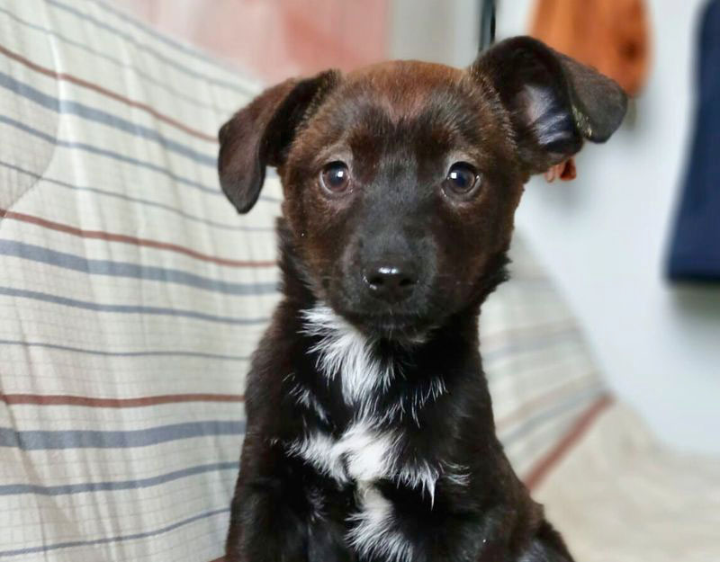 roemenië puppy adopteren