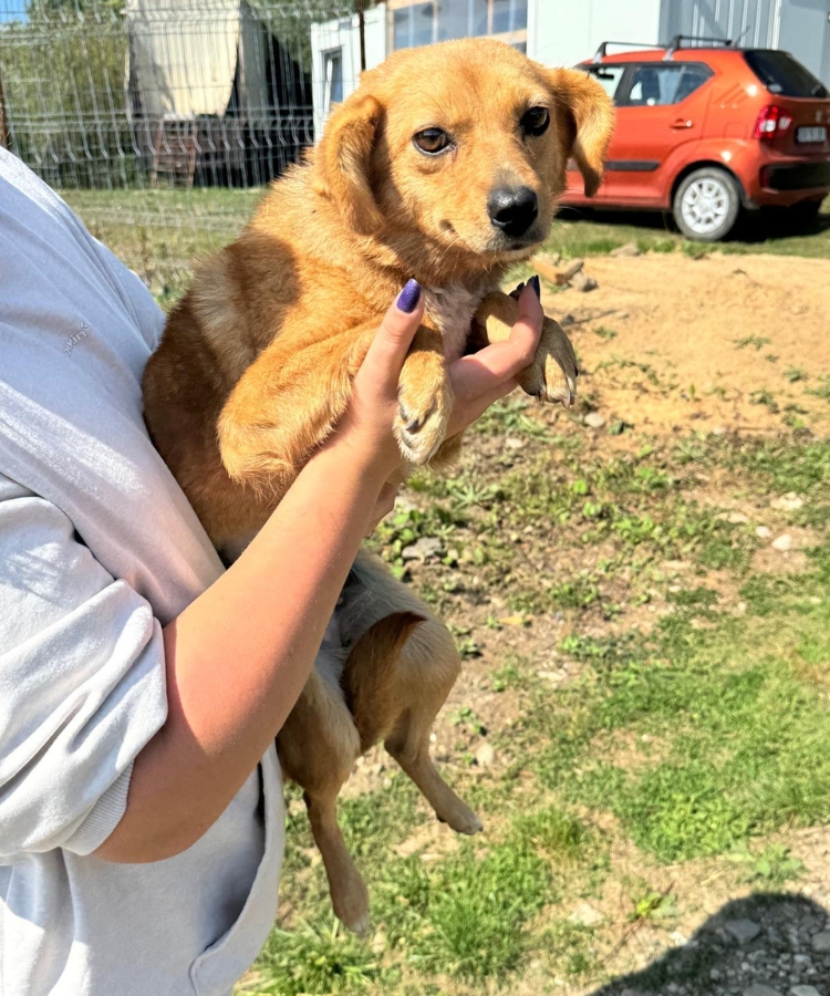 volwassen hond adopteren