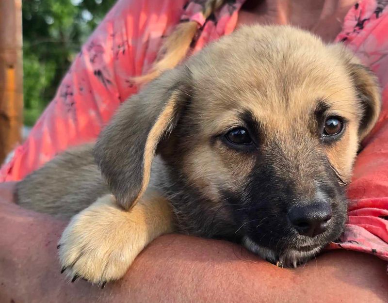 puppie adopteren