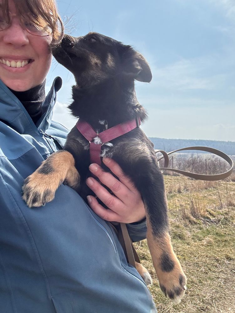 asiel puppy adopteren