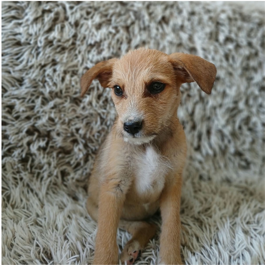 asiel puppy adopteren