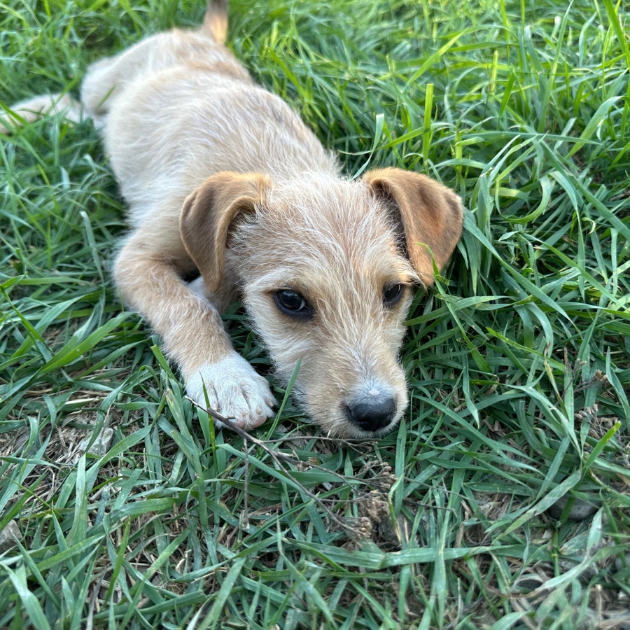 puppy adopteren