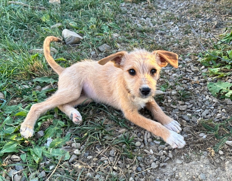 jonge pup adopteren