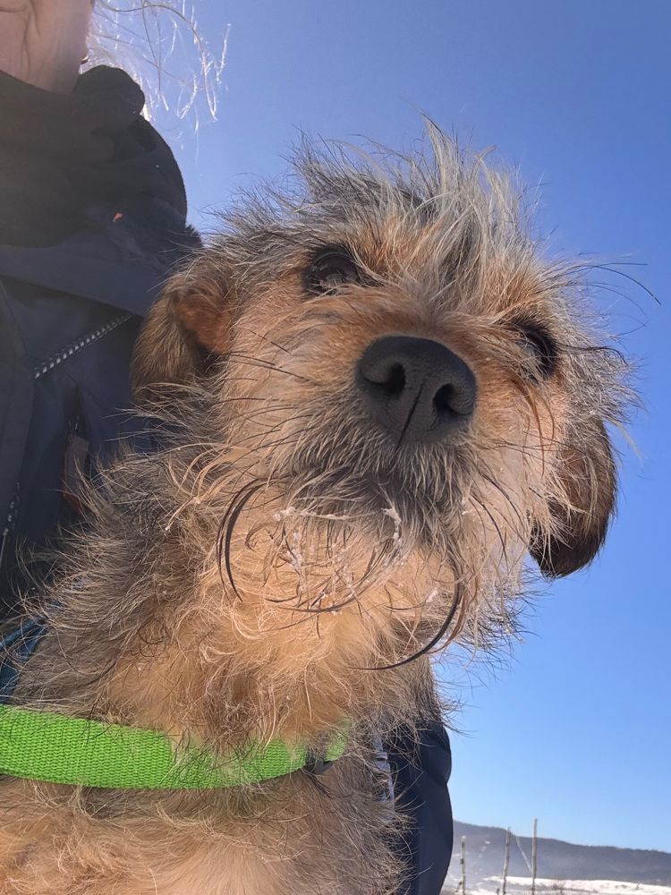 asiel puppy adopteren