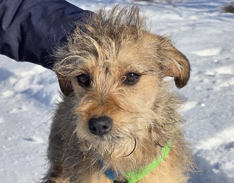 kleine kruising terriër adopteren