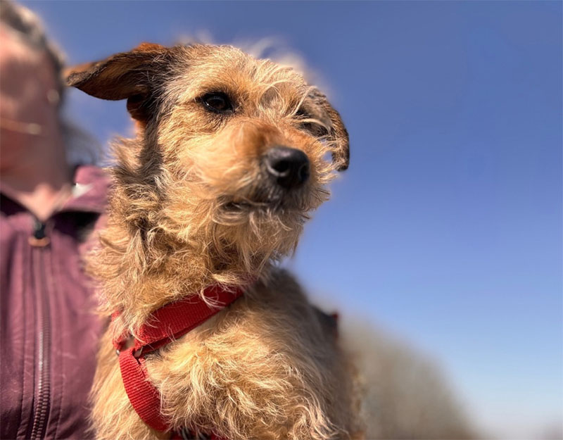 kleine kruising terriër adopteren