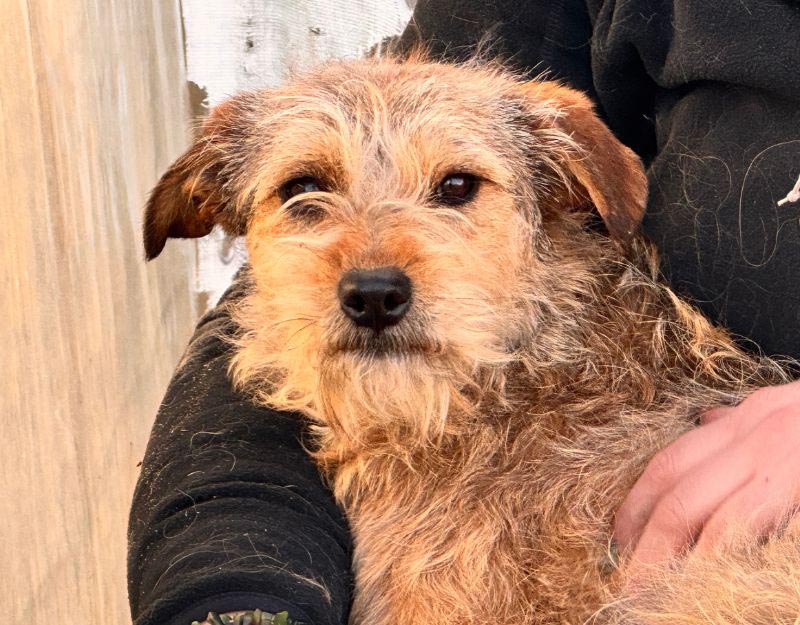 kleine kruising terriër adopteren