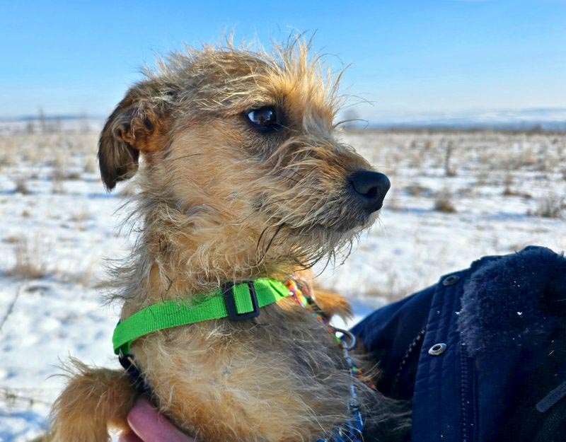 kleine kruising terriër adopteren