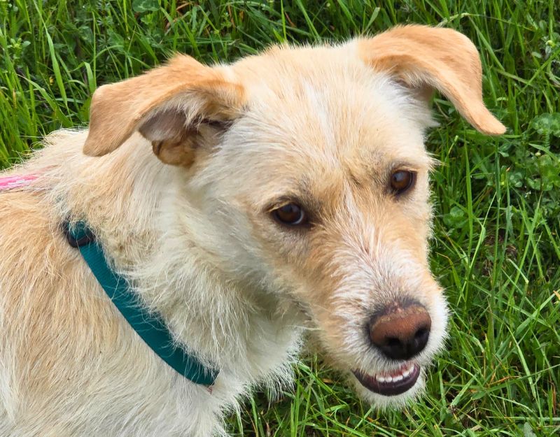 pups asiel adopteren
