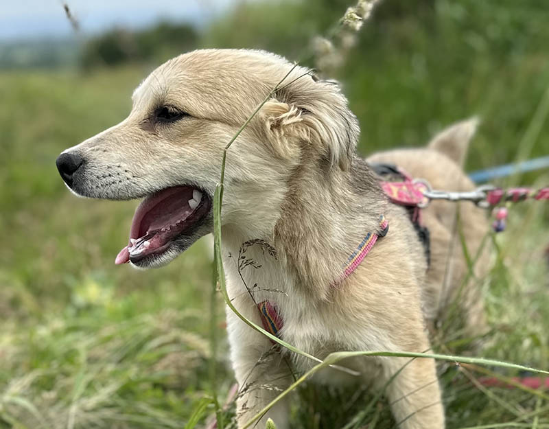 hond adopteren pup
