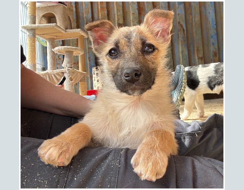 buitenlandse hond jonge pup adopteren