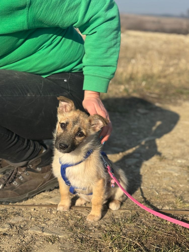 buitenlandse puppy adopteren