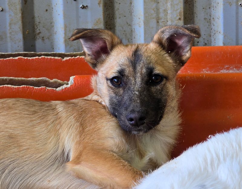puppy adopteren uit het buitenland