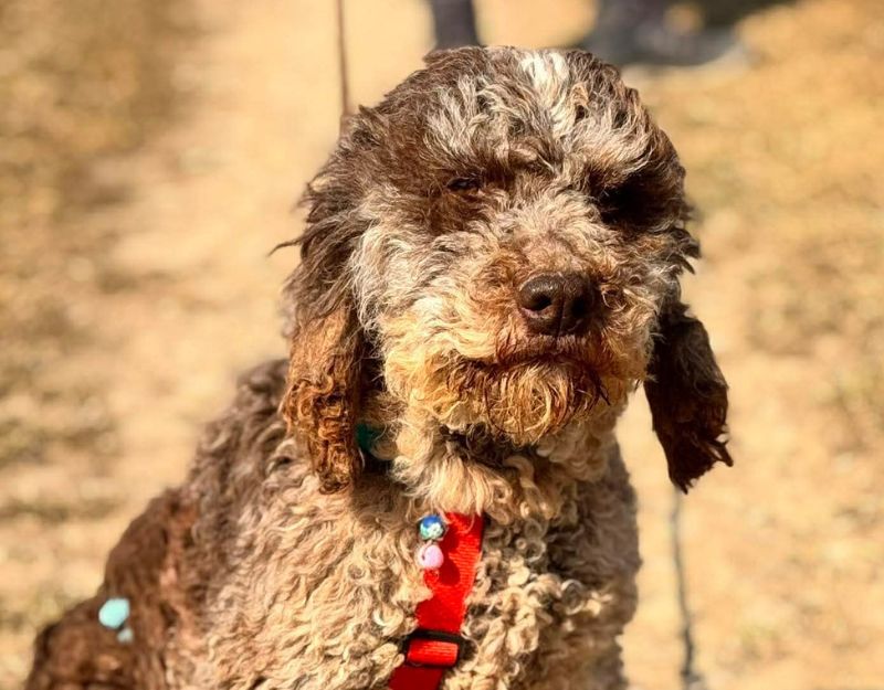 buitenlandse hond -adopteren