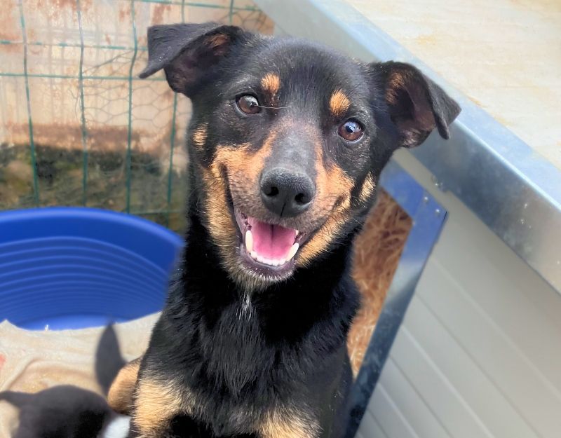 jonge hond asiel roemenië adopteren