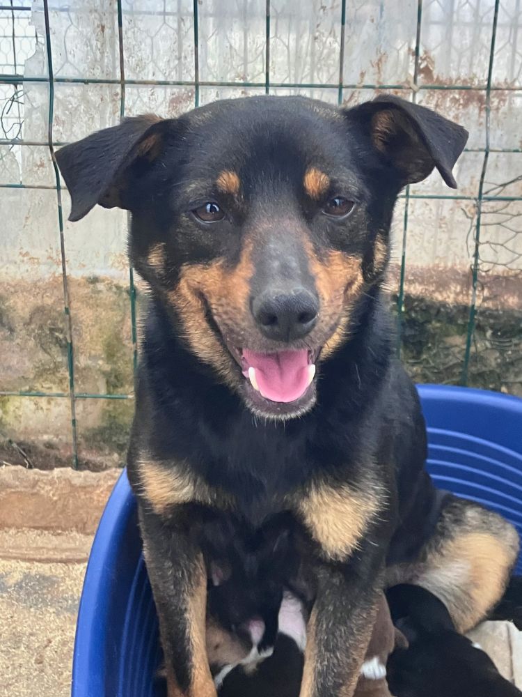 jonge hond adopteren