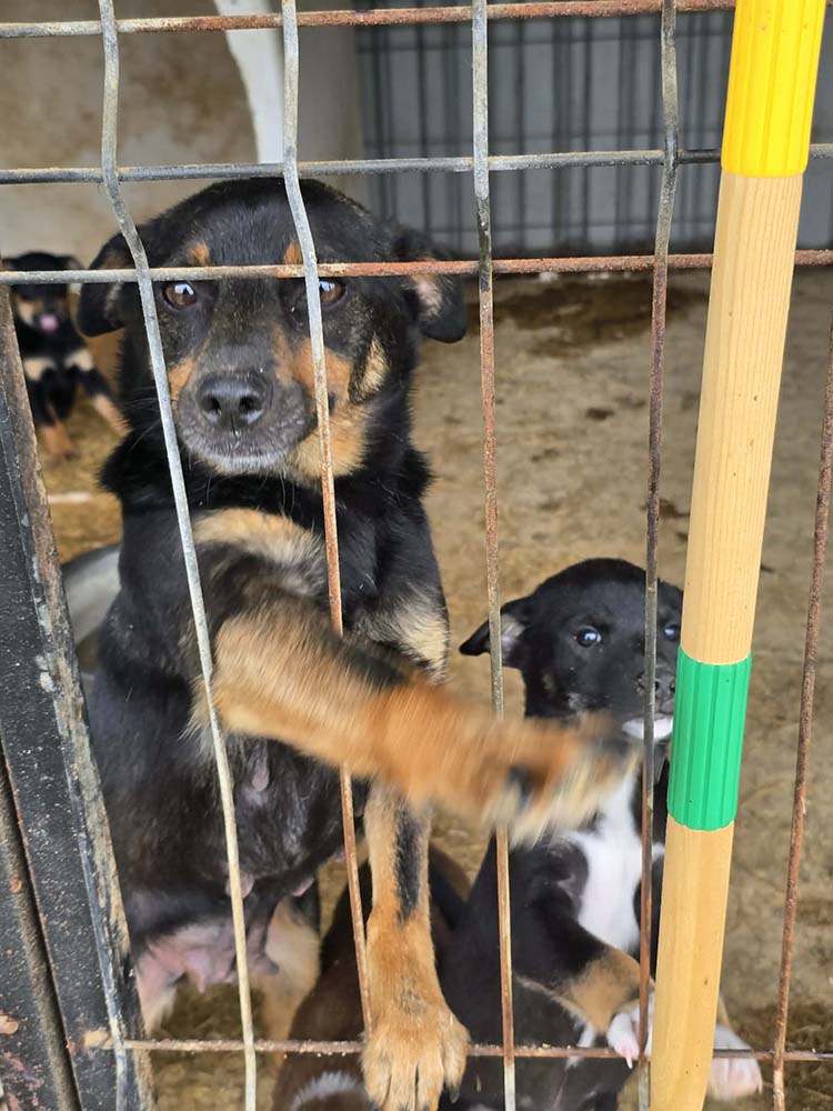 kleine hond adopteren asiel roemenië