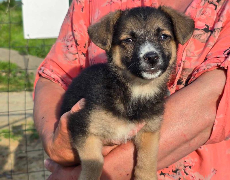 puppie adopteren
