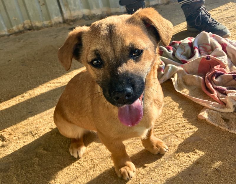 pup herplaatser uit asiel