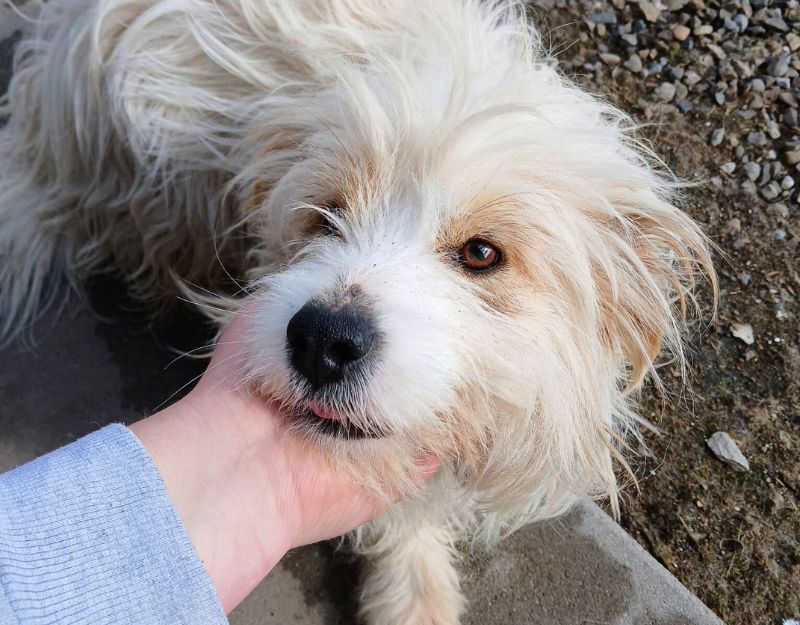 kleine hond in het asiel