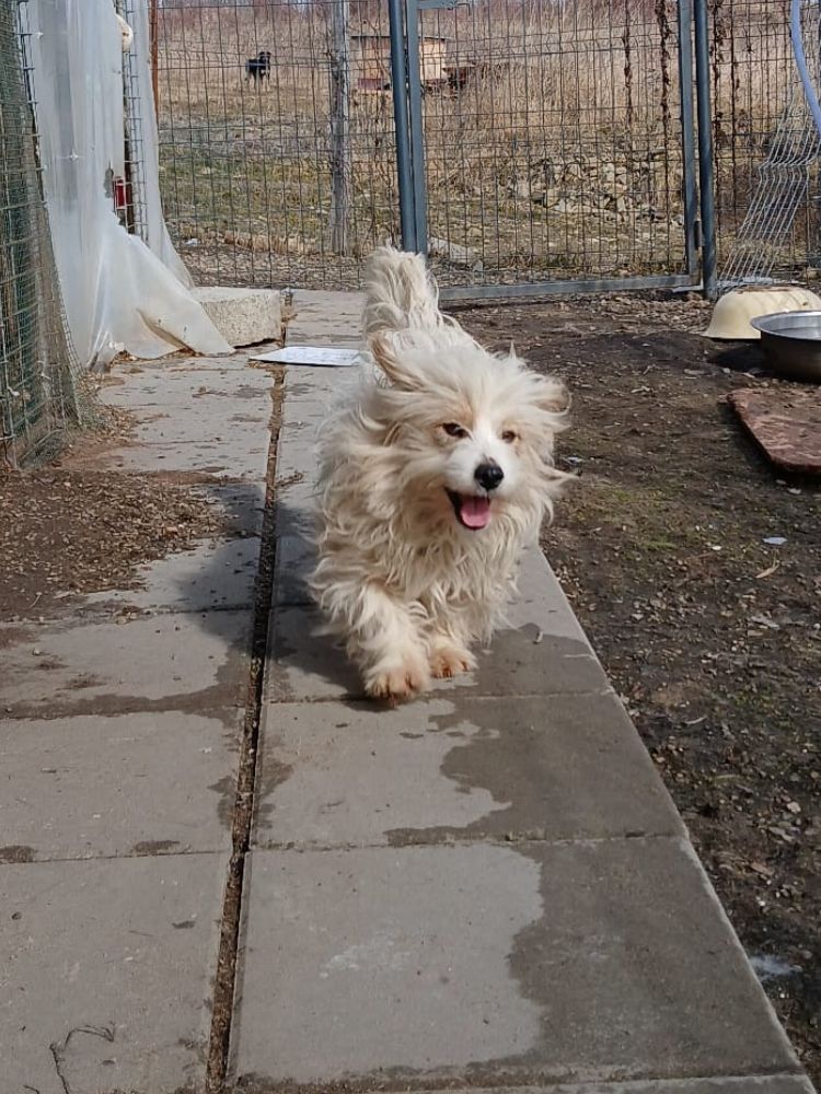 kleine hond in het asiel