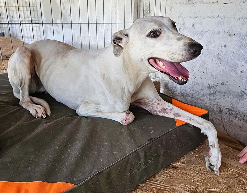 galgo greyhound adopteren