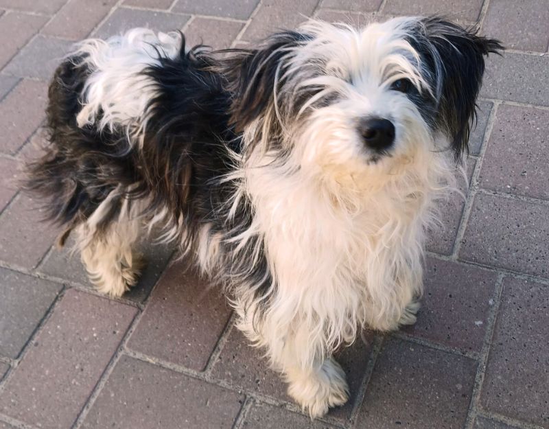 pups asiel adopteren