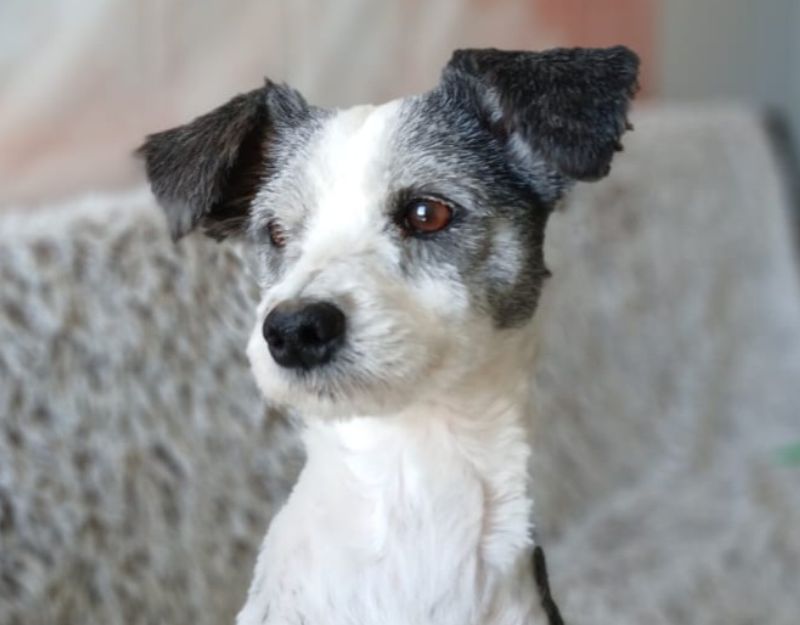 kleine hond asiel