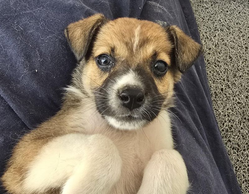 puppie adopteren