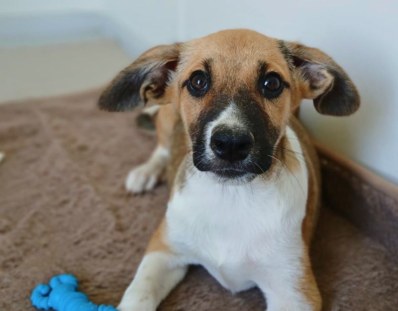pups asiel adopteren