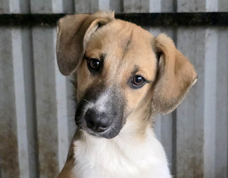 pups asiel adopteren