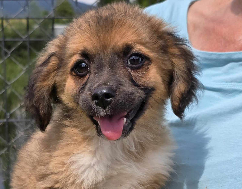 puppy uit asiel adopteren