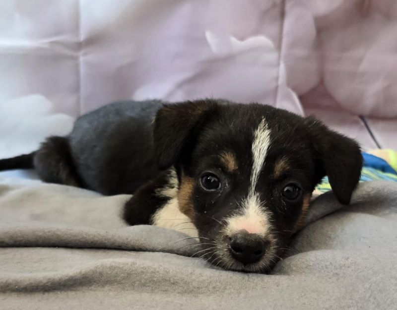 puppie adopteren