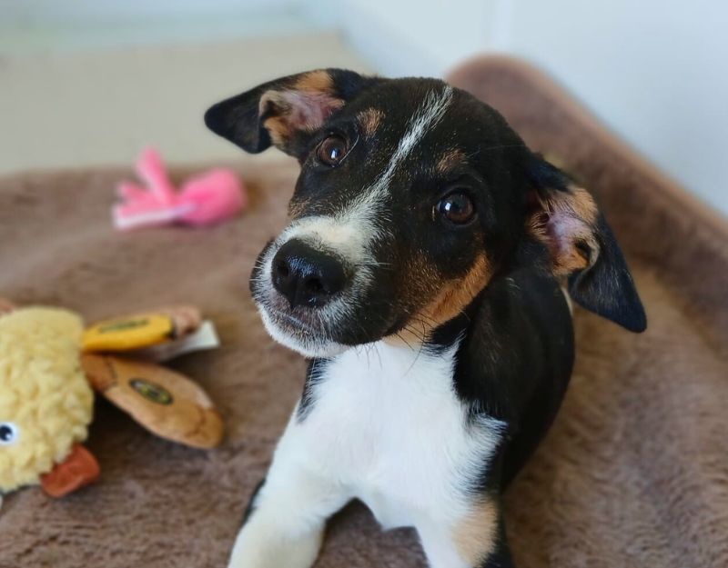 pupp uit roemenie adopteren