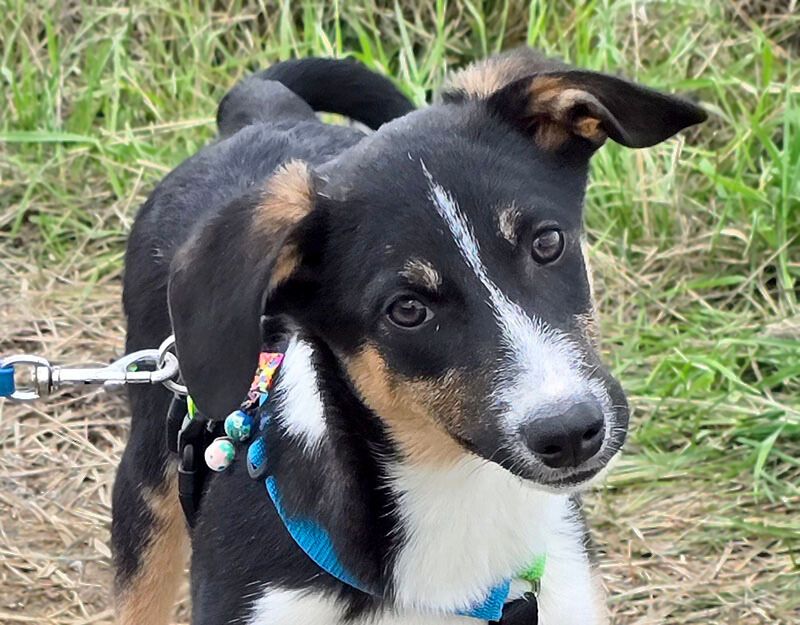 pup uit asiel roemenie