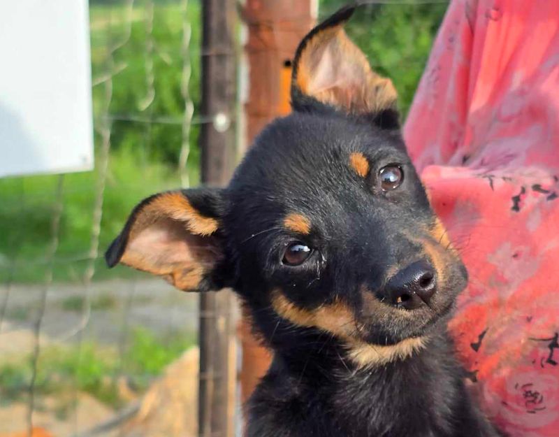 puppie adopteren