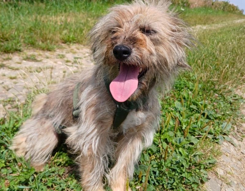 buitenlanse hond adopteren uit roemenie