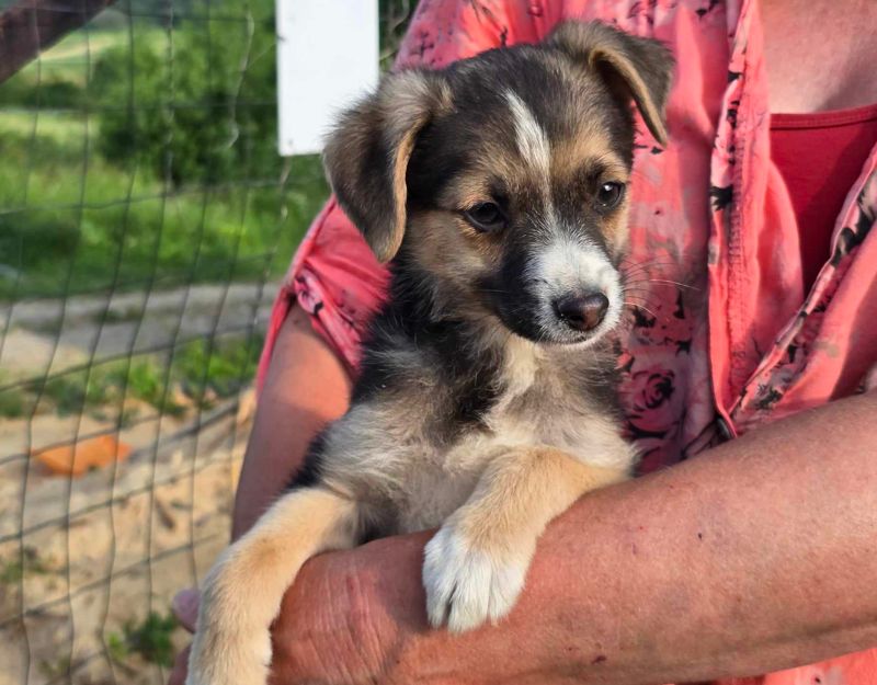 puppie adopteren