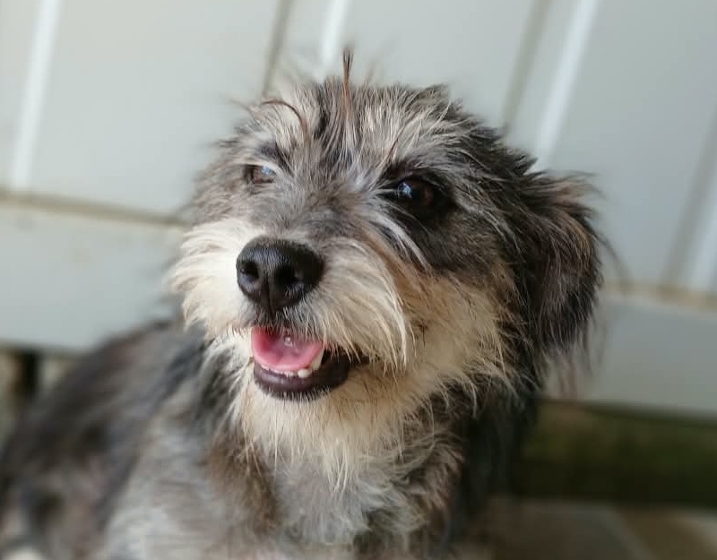 buitenlandse asiel hond adopteren