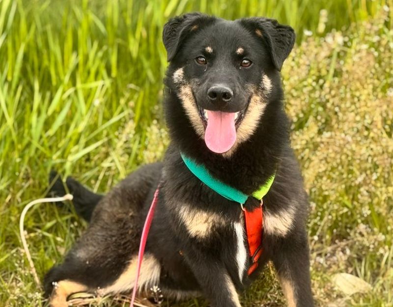 puppy adopteren